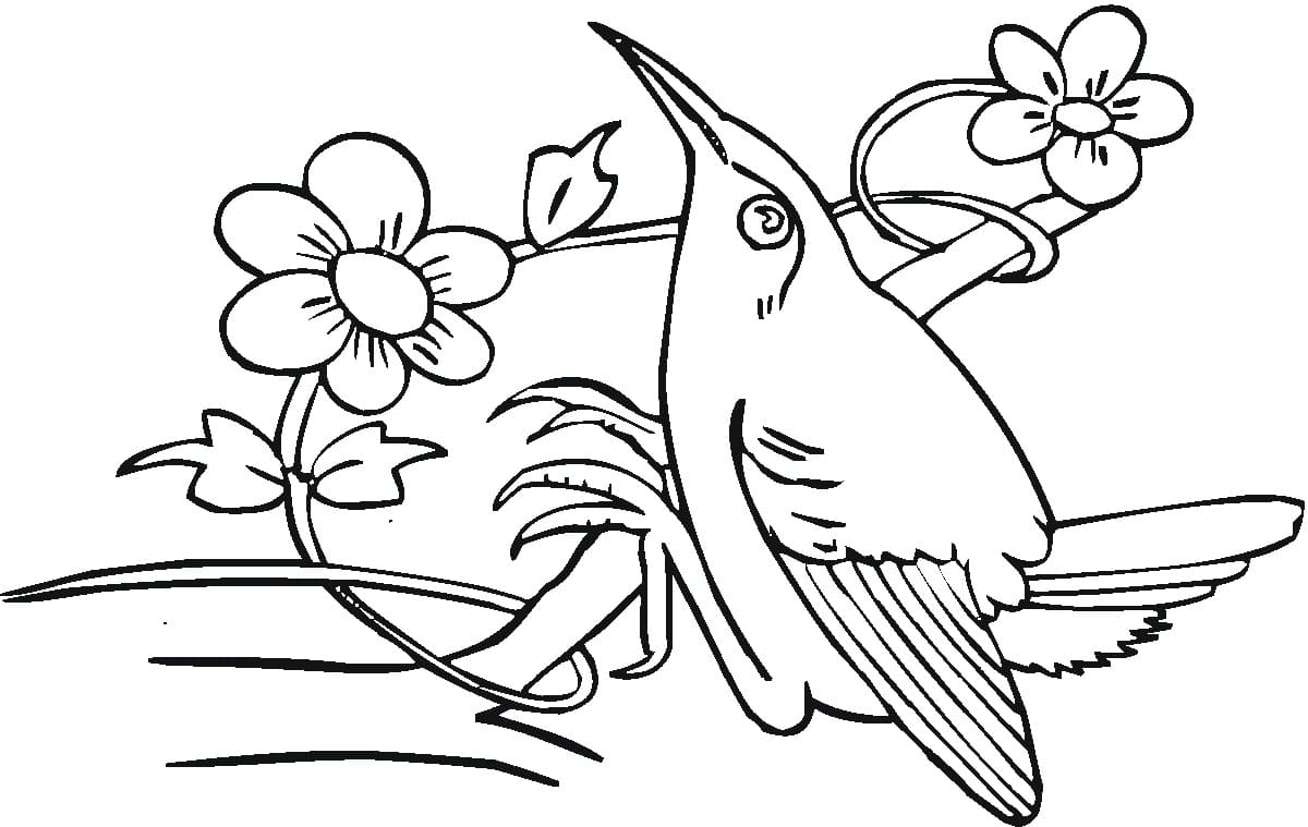 Desenho de Beijá Flor para Colorir Pdf