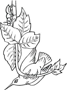 Desenho de Beija Flor para Imprimir grátis Imprimível
