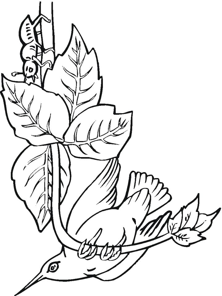 Desenho de Beijá Flor para Imprimir Grátis Imprimivel
