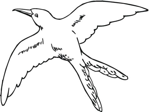 Desenho de Beija Flor para Pintar com Giz de Cera