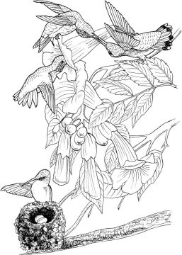 Desenho de Beija Flores para Colorir Imprimível grátis