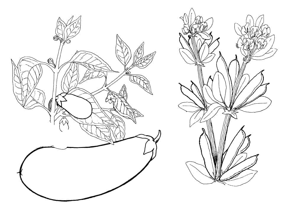 Desenho de Berinjela para Colorir Imprimivel Grátis