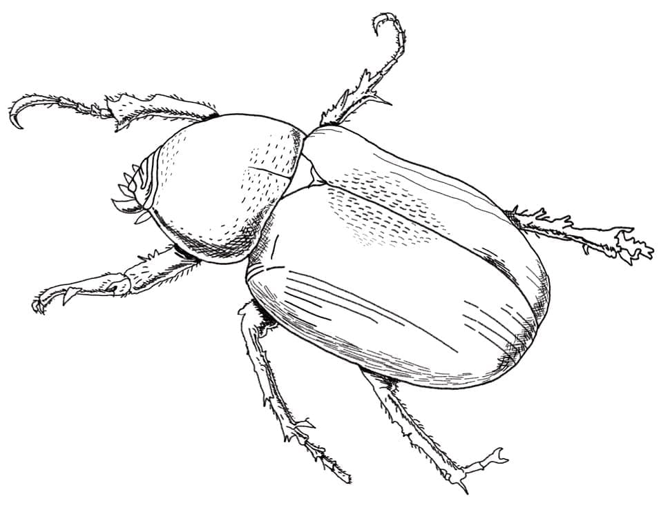 Desenho Besouro Atlas para Colorir