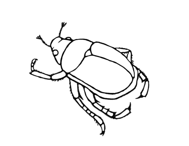 Desenho Besouro Japonês para Colorir