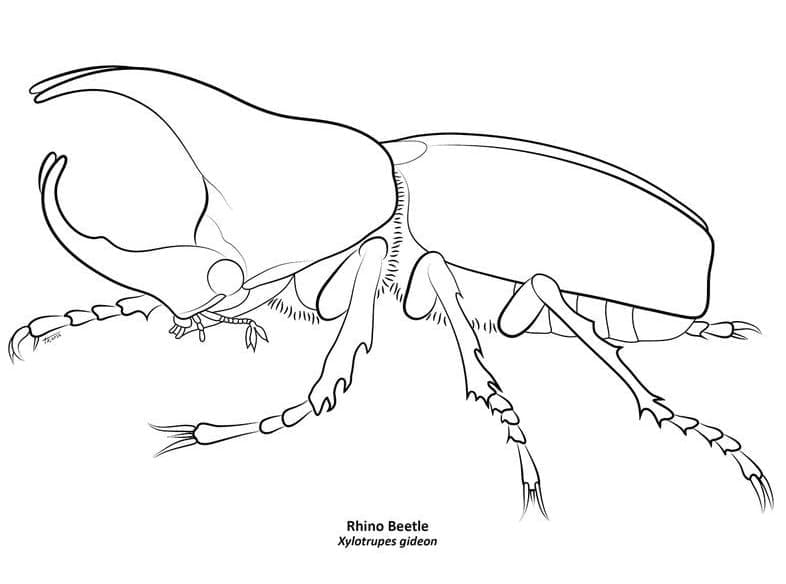 Desenho Besouro Rinoceronte 1 para Colorir
