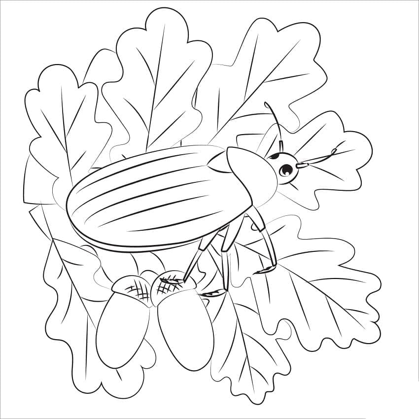 Desenho de Besouro para Colorir Grátis Pdf