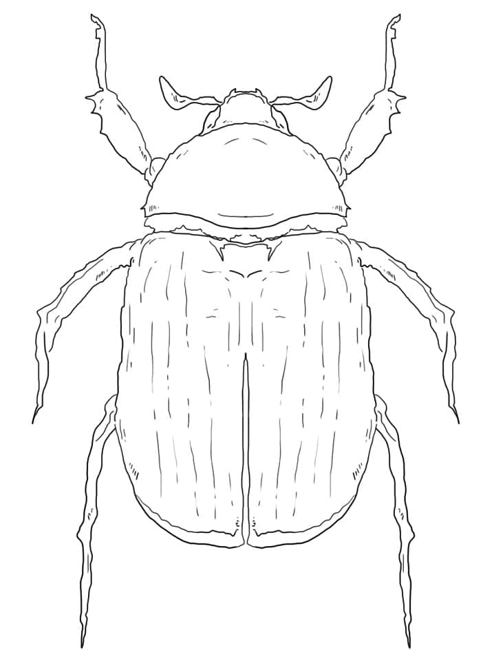 Desenho de Besouro para Colorir Imprimivel Grátis