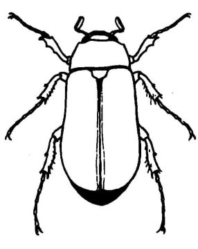 Desenho de Besouro para Imprimir lápis de Cor