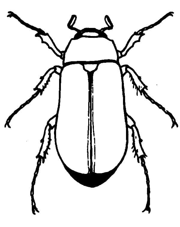 Desenho de Besouro para Imprimir Lápis de Cor