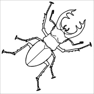 Desenho de Besouro para Pintar com Giz de Cera
