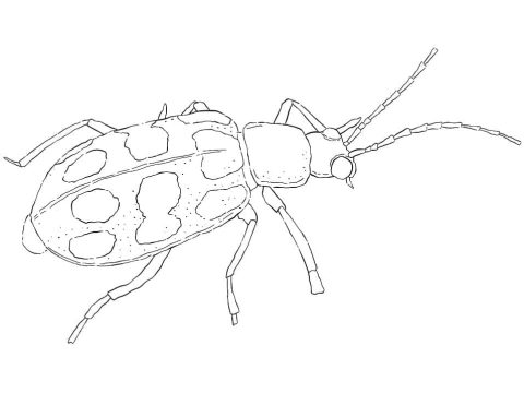 Desenho de Besouro para Pintar com Giz de Cera Pdf
