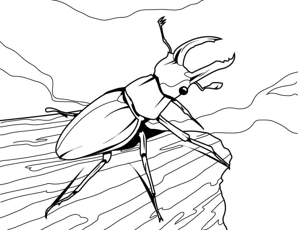 Desenho de Besouro para Pintar Imprimivel Grátis