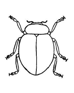 Desenho de Besouro para Pintar Pdf grátis
