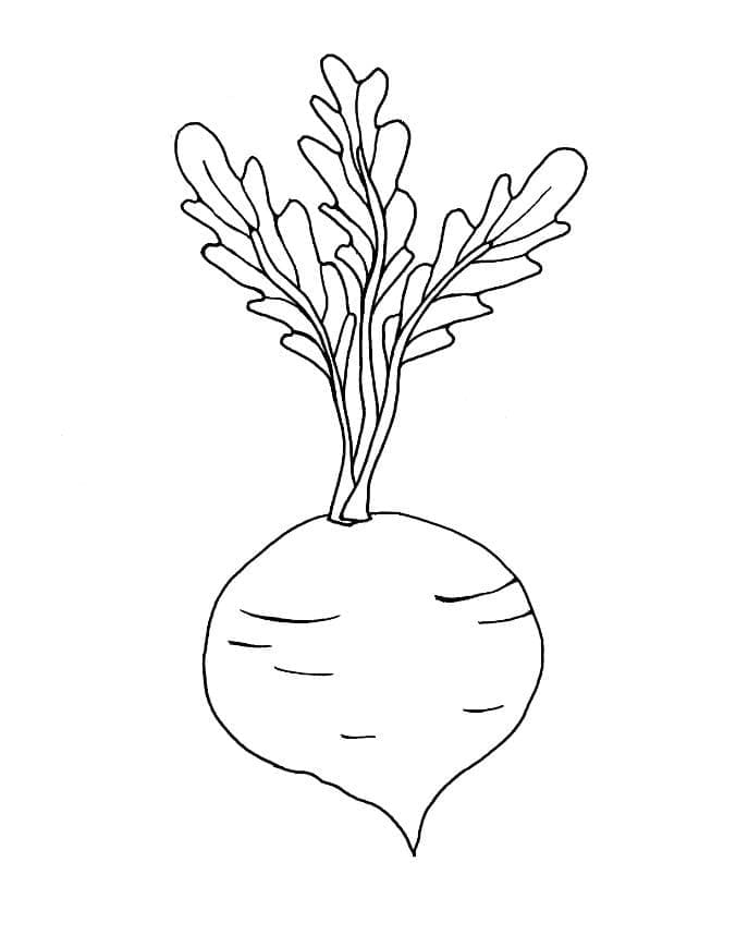 Desenho de Beterraba para Colorir Baixar Lápis de Cor