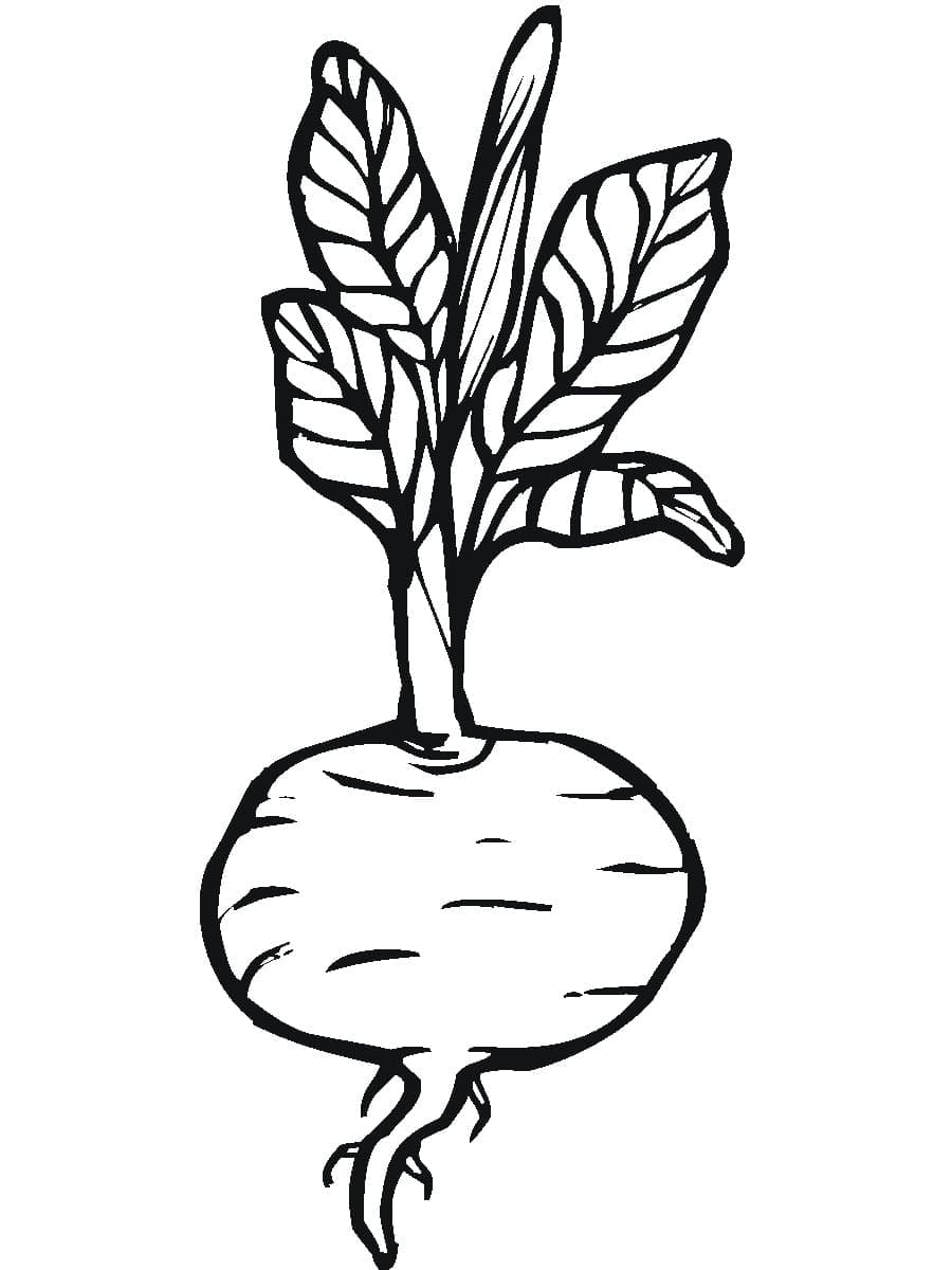 Desenho de Beterraba para Colorir com Tinta Guache