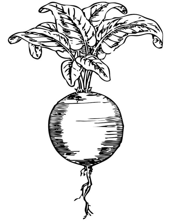Desenho de Beterraba para Colorir Download Lápis de Cor