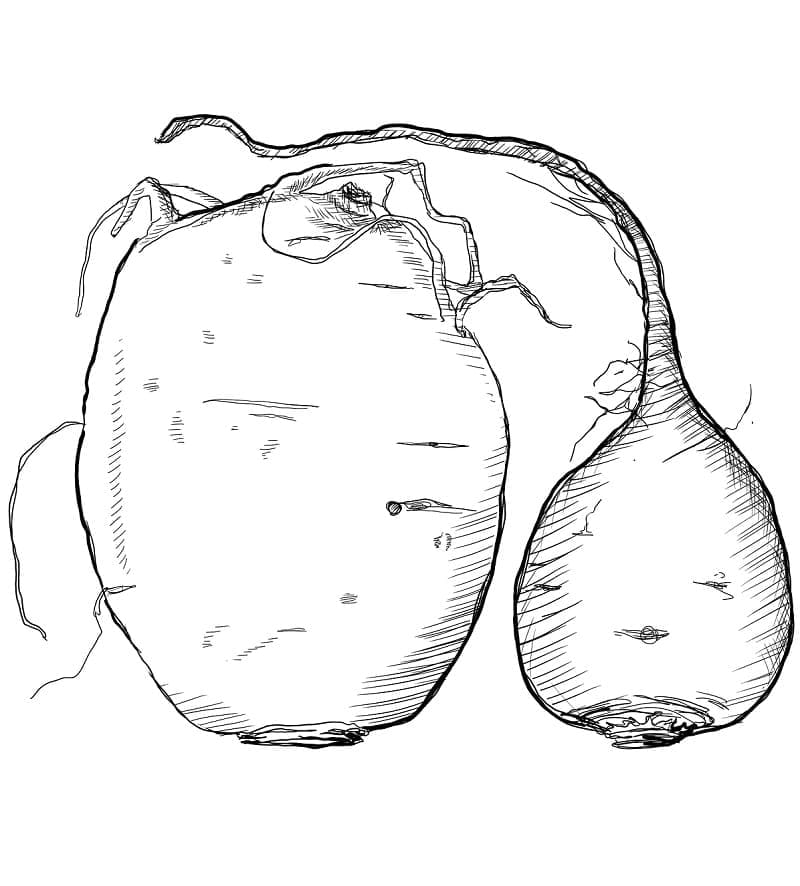 Desenho de Beterraba para Colorir Pdf Imprimivel