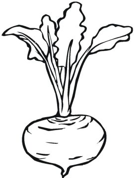 Desenho de Beterraba para Imprimir lápis de Cor