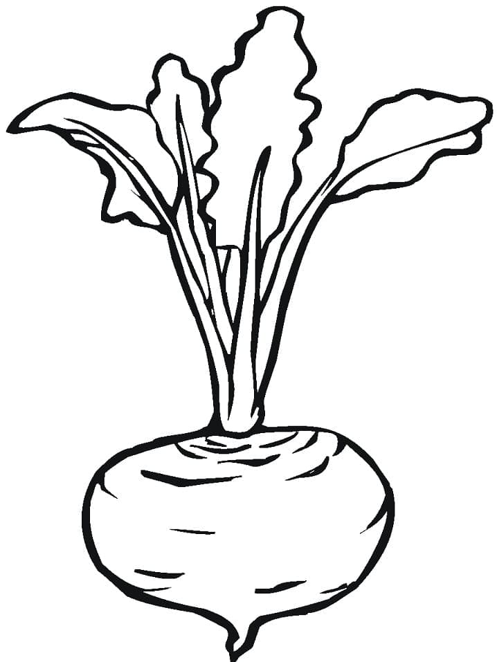 Desenho de Beterraba para Imprimir Lápis de Cor