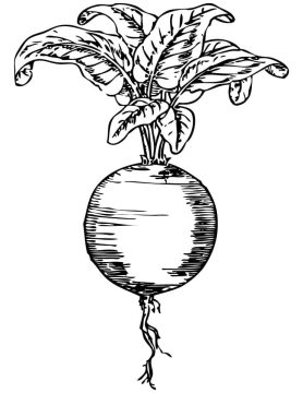 Desenho de Beterraba para Pintar Pdf grátis