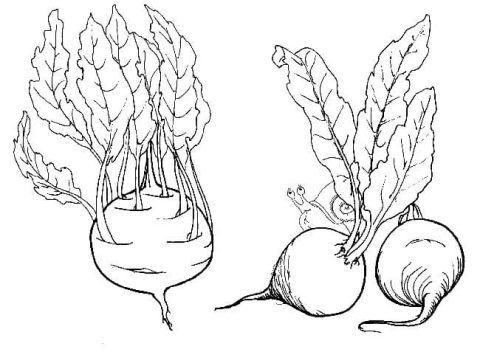 Desenho de Caracol e Beterraba para Colorir