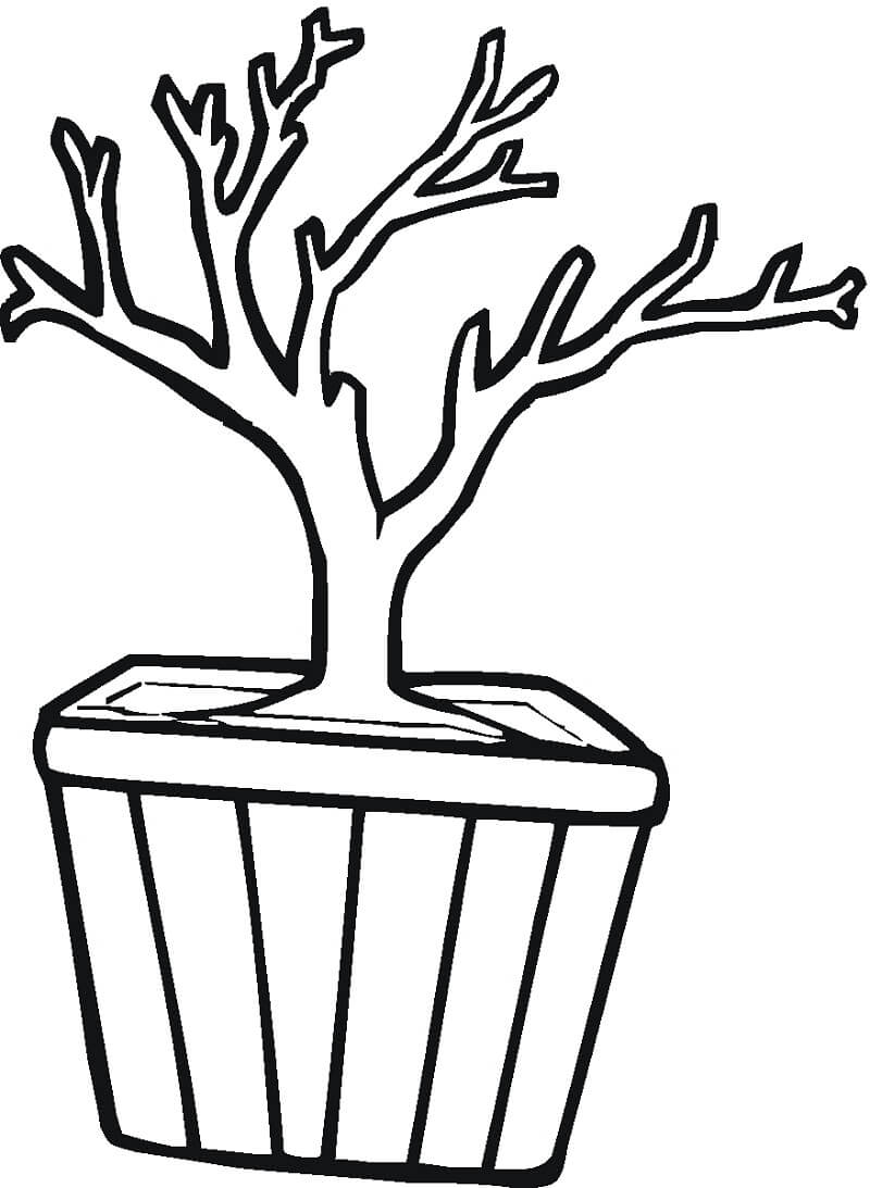 Desenho de Bonsai Normal para Colorir e Imprimir Grátis
