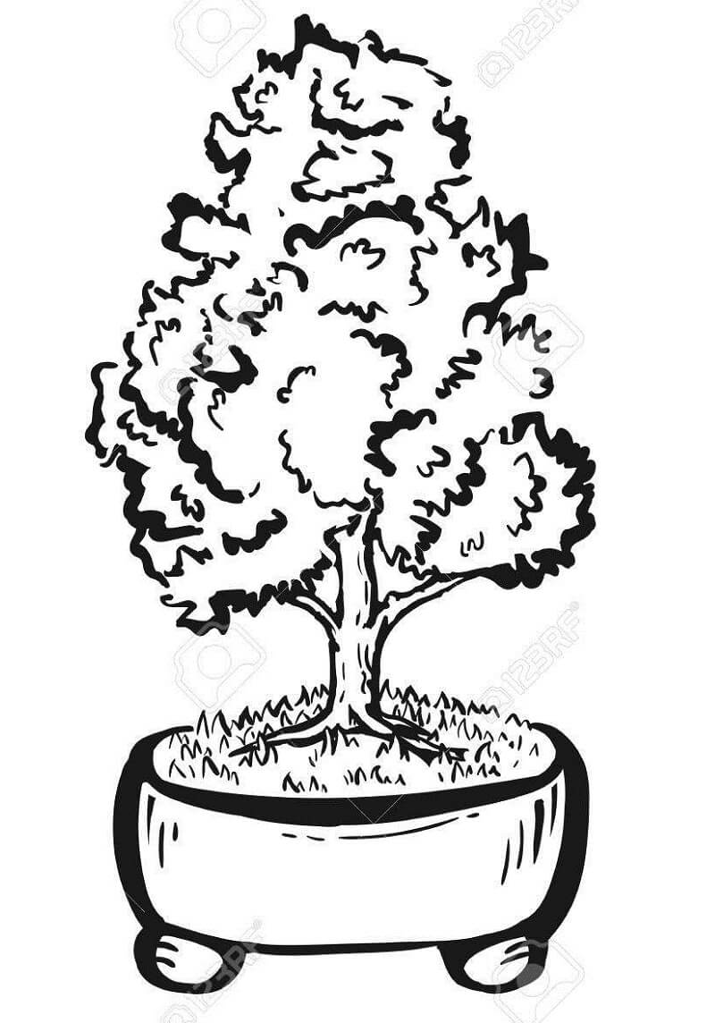 Desenhos de Bonsai para Colorir