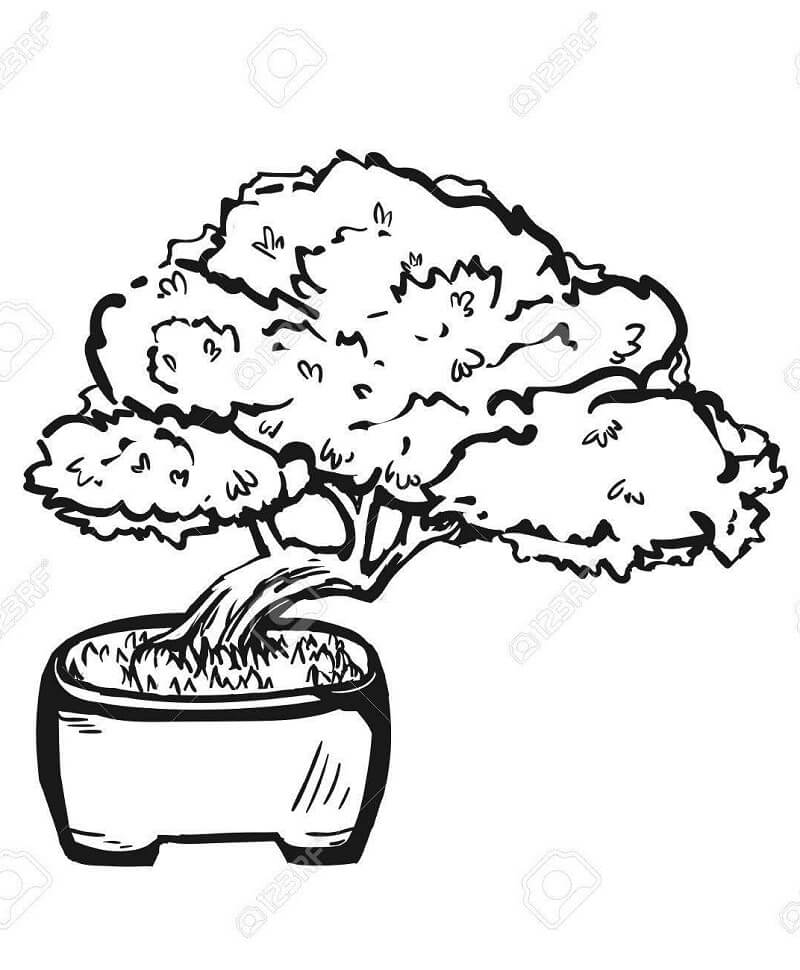 Desenho de Plantá Bonsai para Colorir e Imprimir Grátis