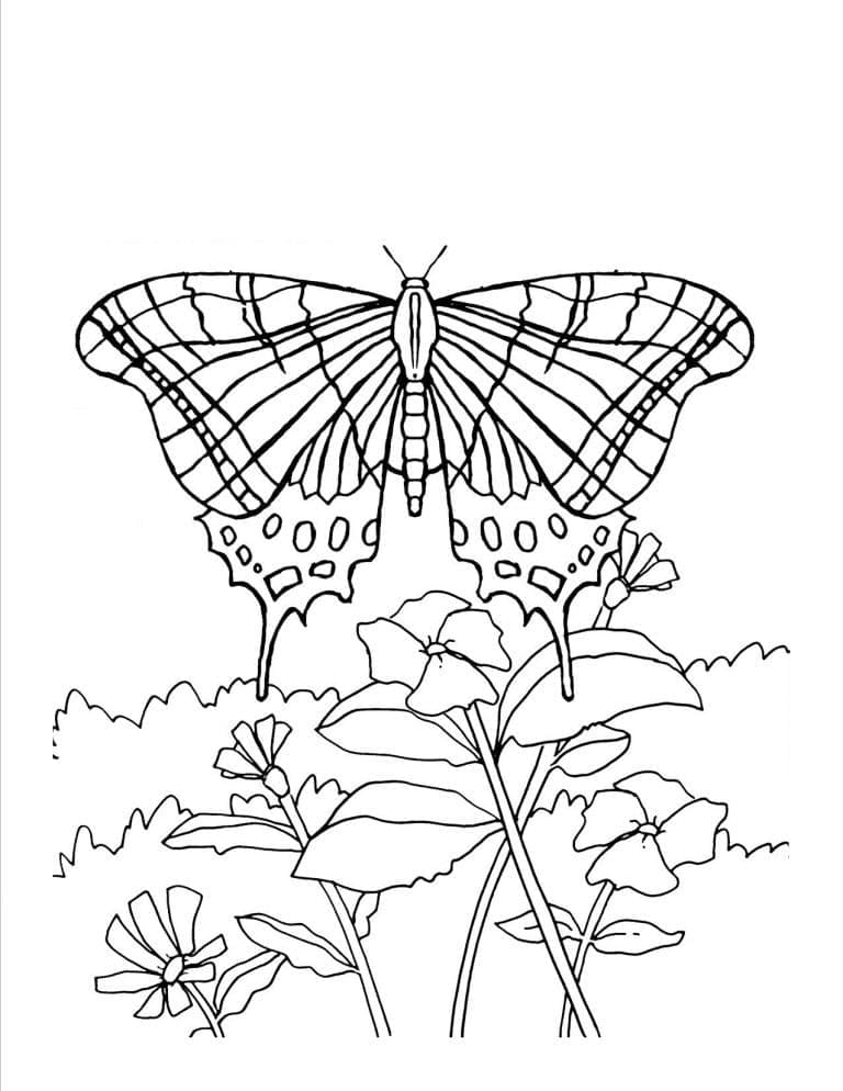 Desenho de Borboleta Voadora para Colorir