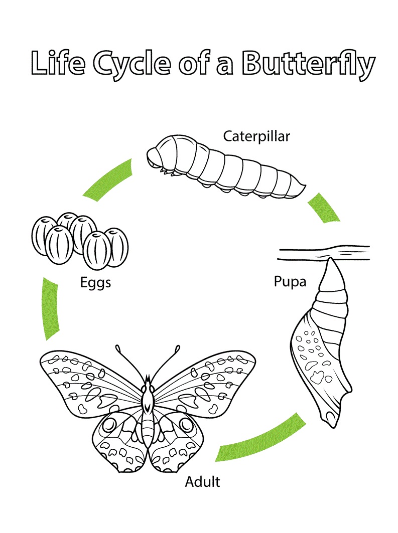 Desenho de Borboleta Atividade Educativa Grátis Pdf para Colorir