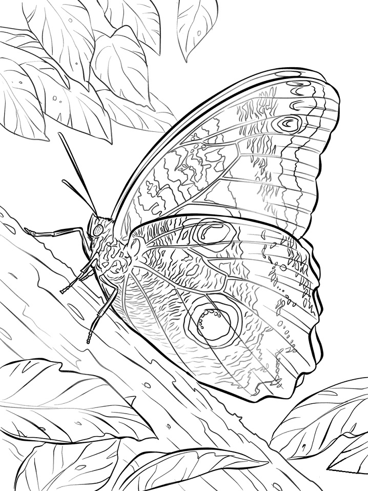Desenho de Borboleta Download Pdf para Imprimir