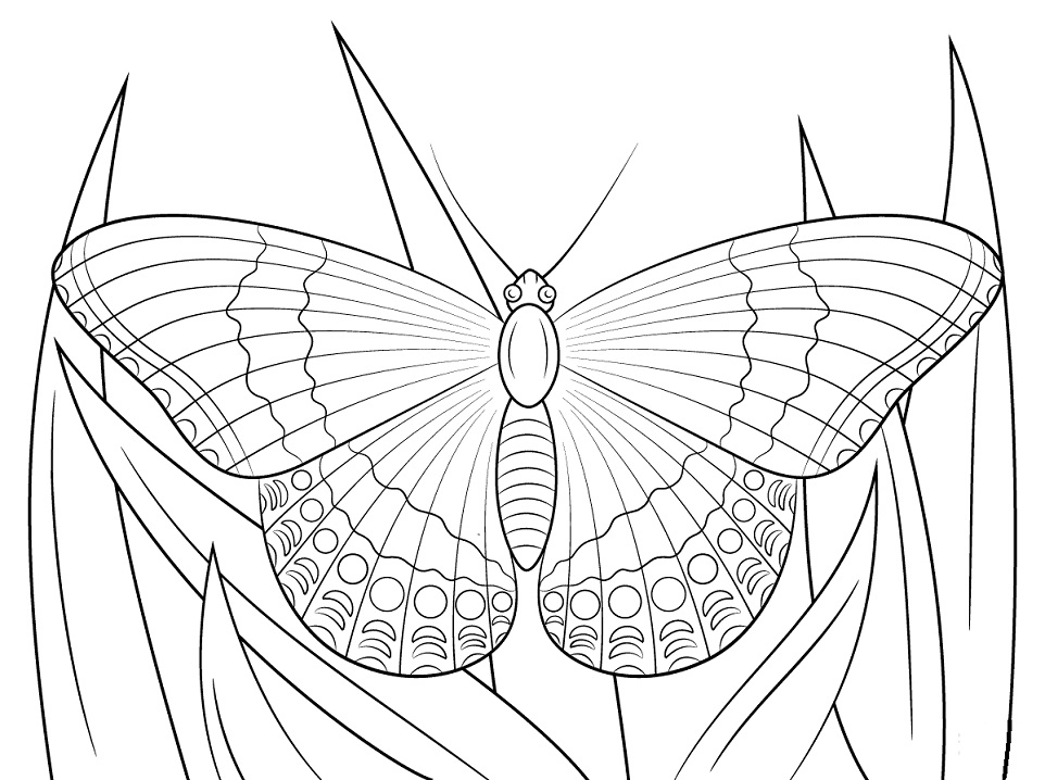 Desenho de Borboleta Imprimivel Pdf para Colorir