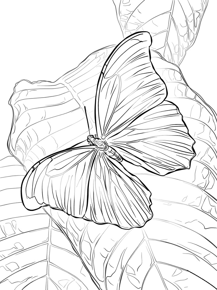 Desenho de Borboleta Imprimivel Pdf para Imprimir