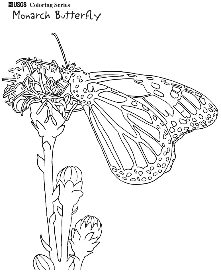 Desenho de Borboleta para Pintar Download