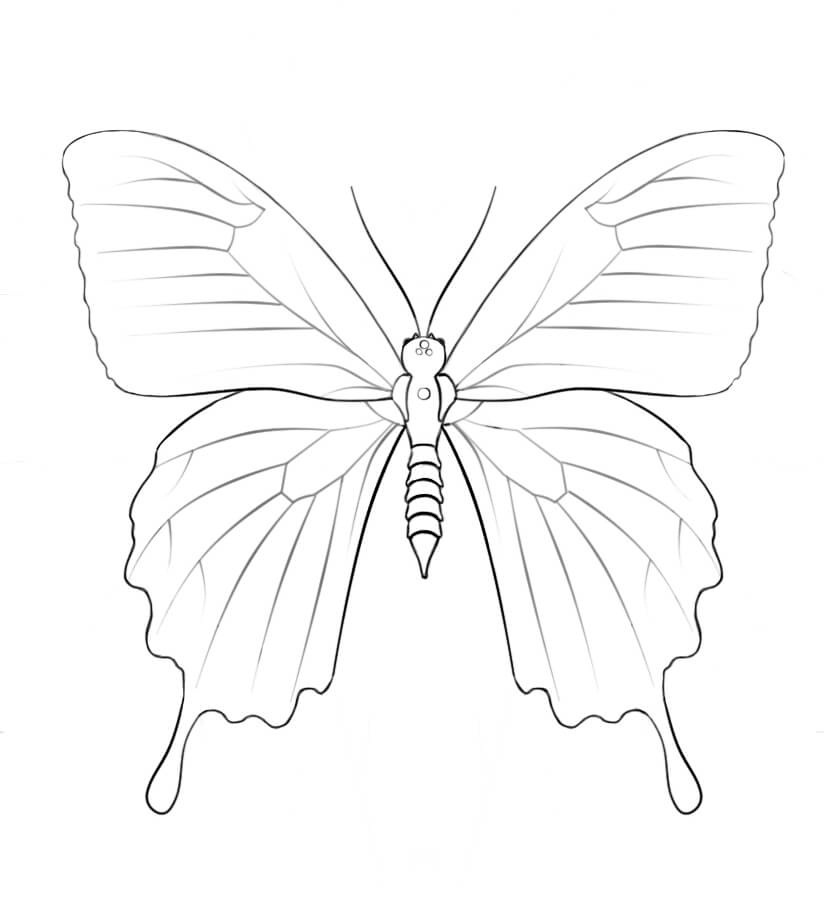 Desenho de Borboleta Pdf para Colorir Grátis