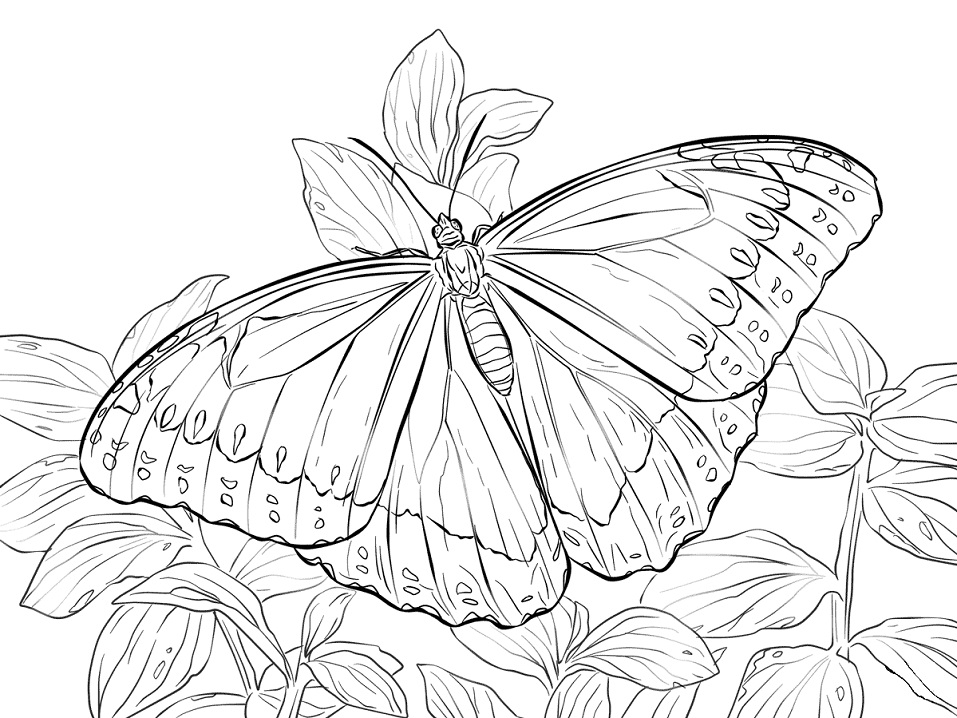 Desenho de Borboleta Pdf para Imprimir Grátis
