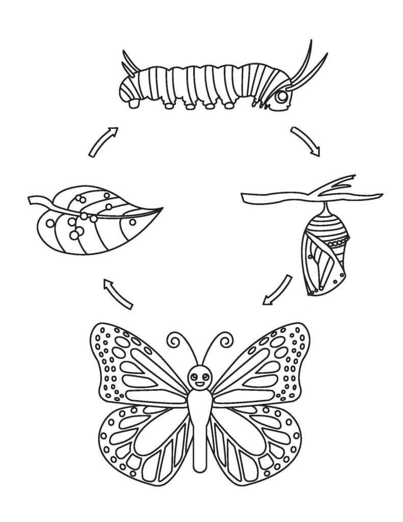 Desenho de Ciclo de Vida da Borboleta para Colorir Pdf Grátis