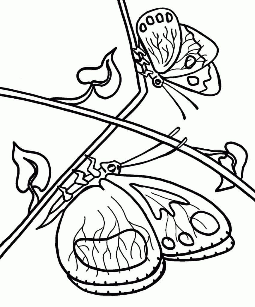 Desenho de Duas Borboletas para Colorir
