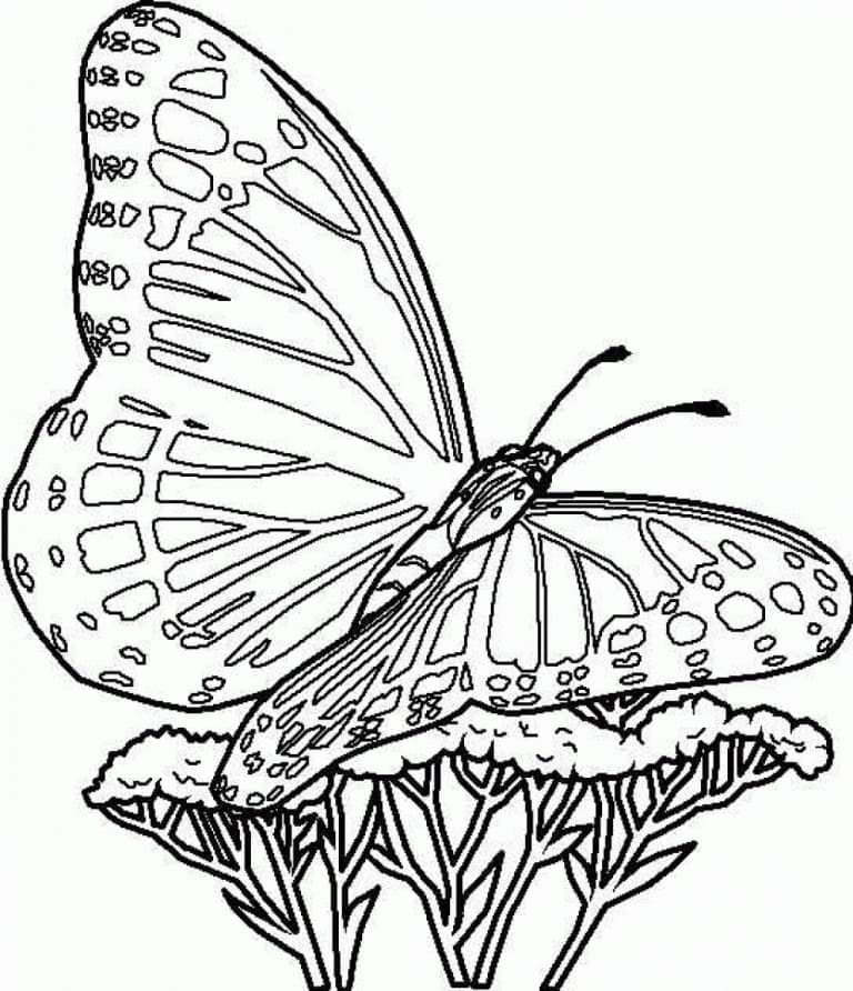 Desenho de Grande Borboleta para Colorir