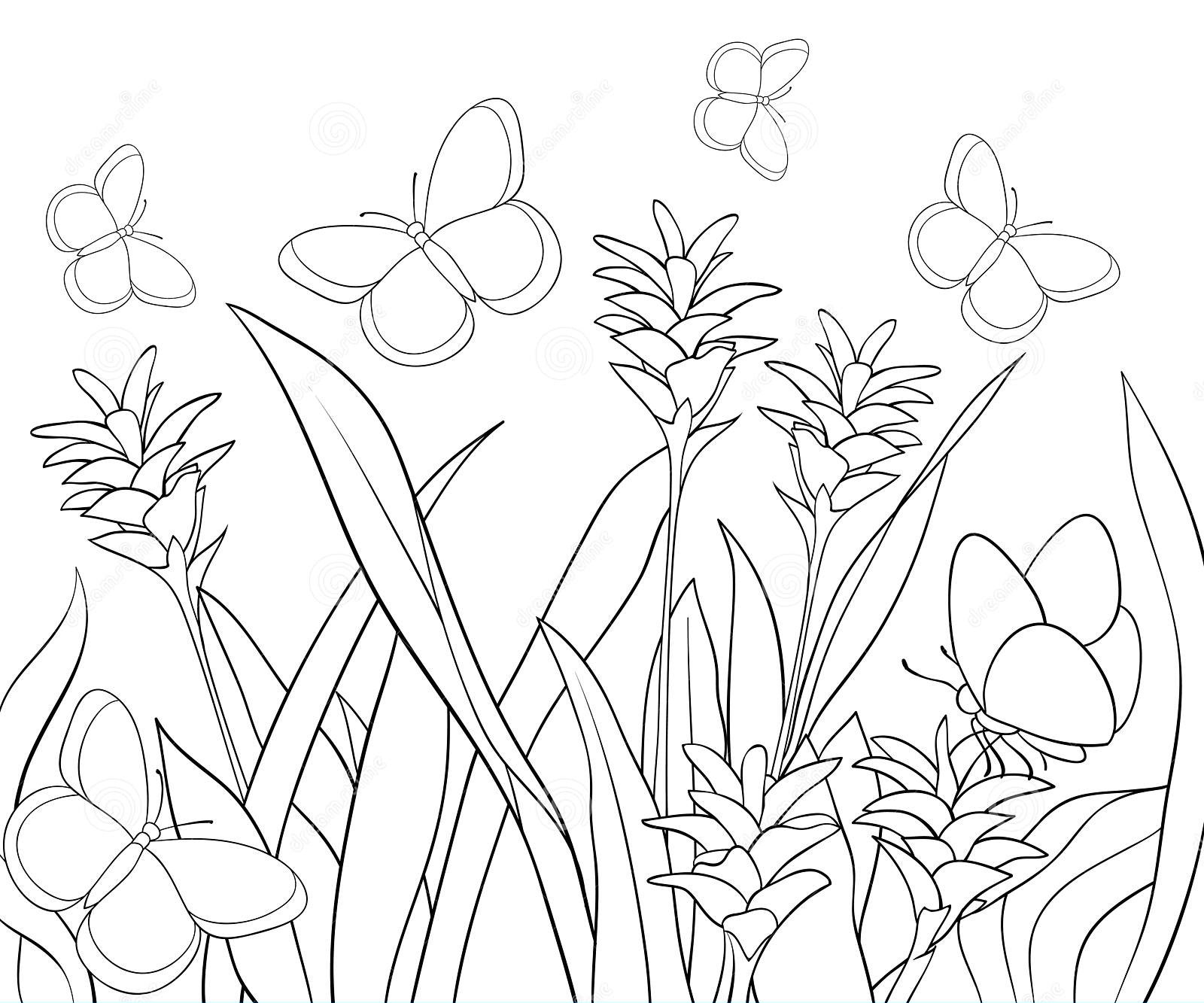 Desenhos de Borboletas para Colorir
