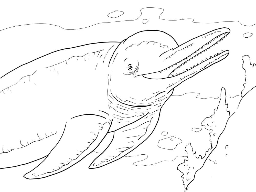Desenho de Boto Cor de Rosa para Colorir Usando Giz de Cera
