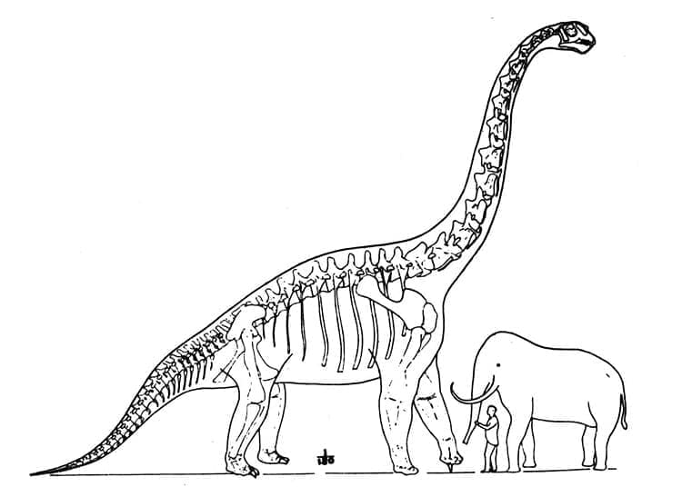 Desenho de Tamanho do Braquiossauro para Colorir
