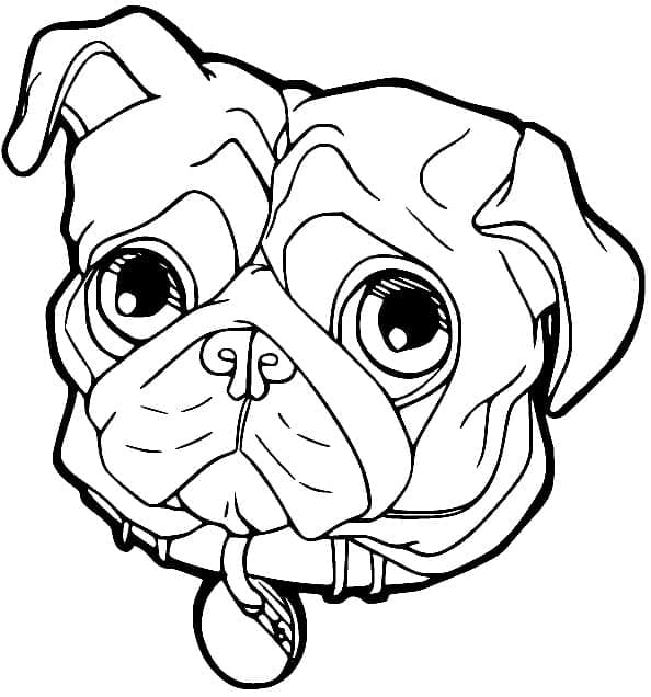 Desenho de Cabeça de Pug para Colorir
