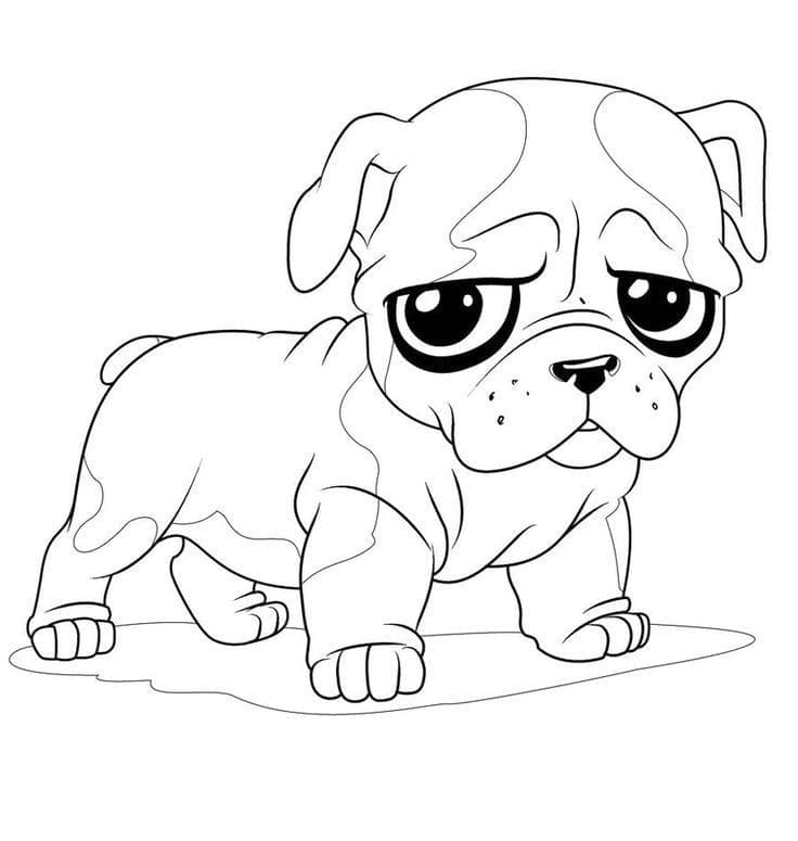 Desenho de Cachorrinho Pug para Colorir