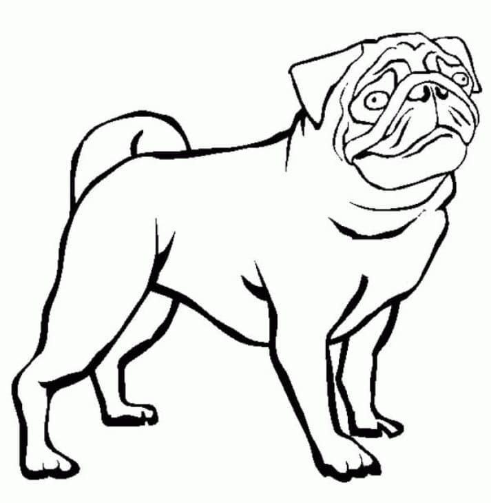 Desenho de Cachorro Pug Engraçado para Colorir