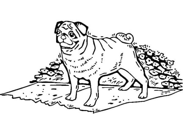 Desenho de Cachorro Pug Grátis para Colorir