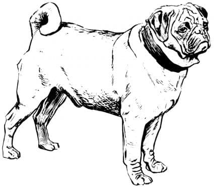 Desenho de Cachorro Pug Normal para Colorir