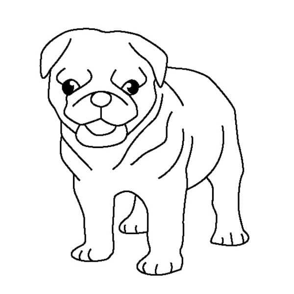 Desenho de Cachorro Pug Simples para Colorir