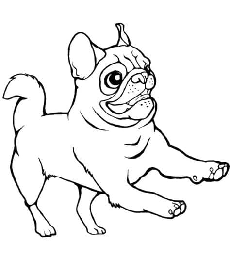 Desenho de um Cachorro Pug Engraçado para Colorir