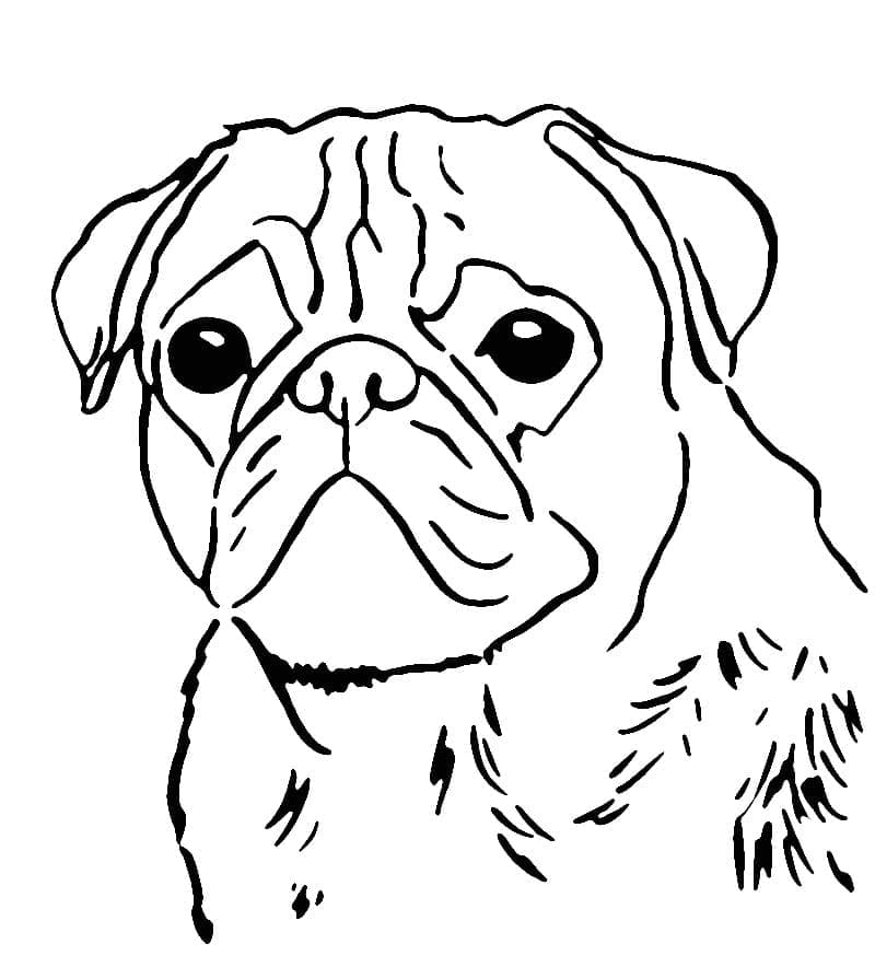 Desenho de um Cachorro Pug para Colorir